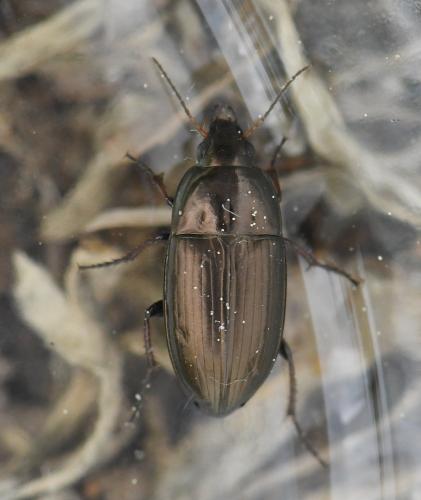 Amara aenea